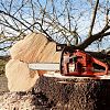 Работы по санитарной обрезке деревьев провели в поселении Роговское